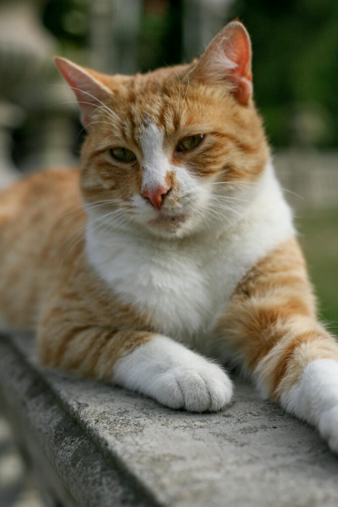 Ginger and white cat lounging on a stone surface, enjoying a sunny day.