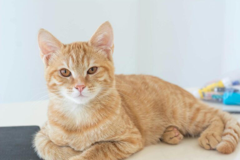 A close-up of a ginger domestic cat relaxing indoors with a curious expression, photographed in Dubai.