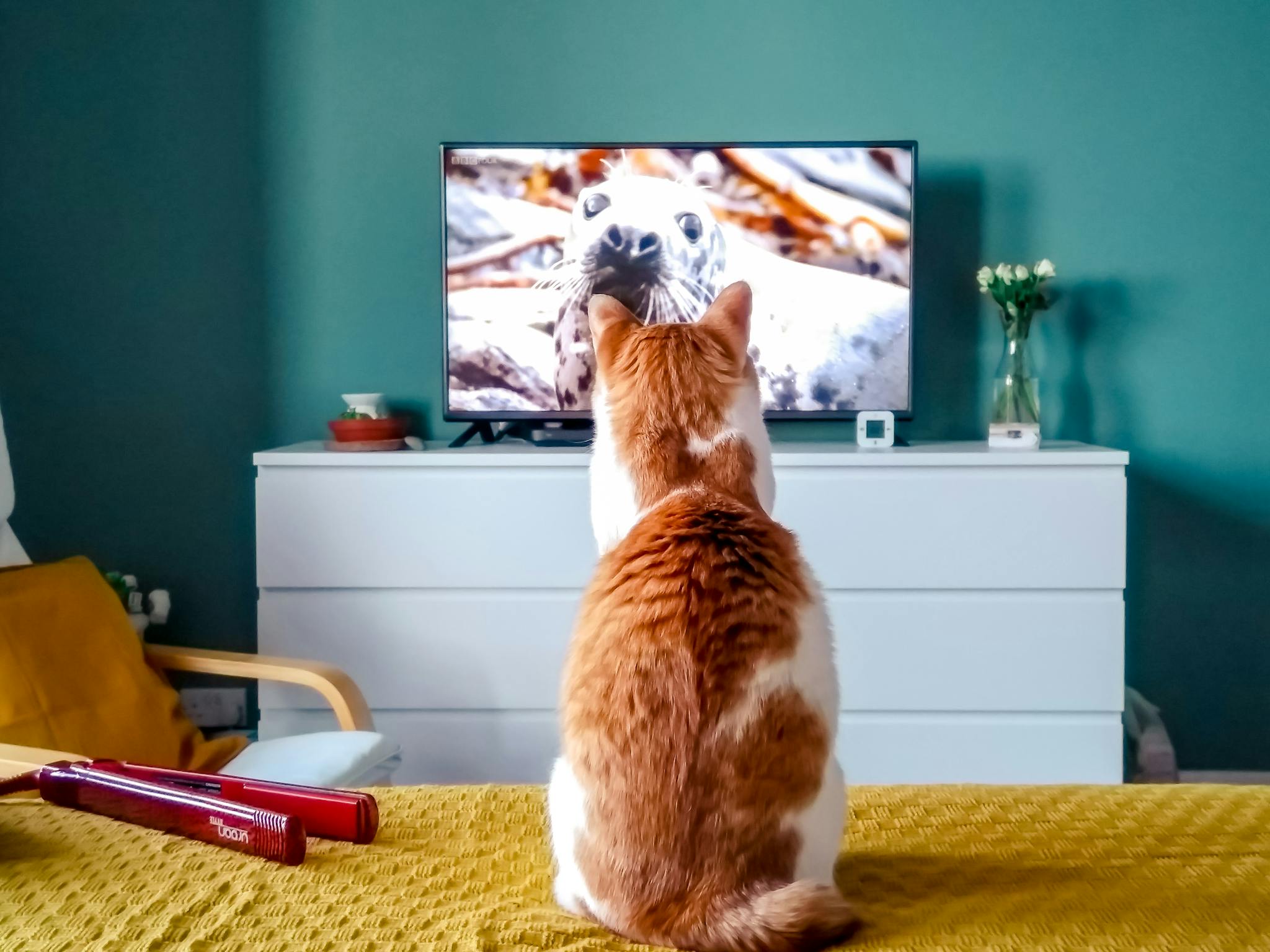 Cat Box TV – Streaming TV for Cats On ROKU