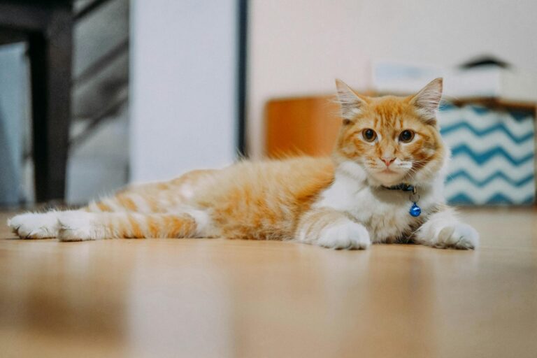 Charming ginger tabby cat lying on the floor indoors with a blue collar and bell.