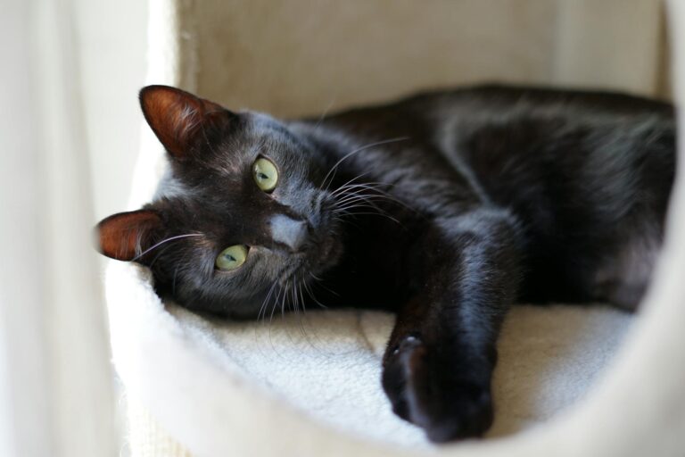 Close-up of a black cat lounging comfortably in a soft, plush environment.