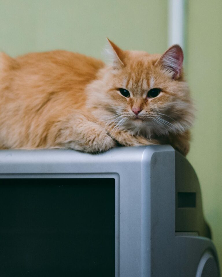 Cute ginger cat lying comfortably atop a home appliance. Cozy indoor setting.
